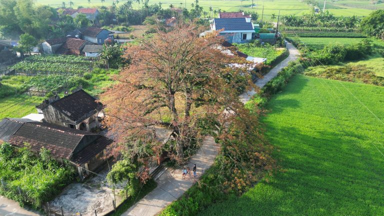 Mùa hoa trôm ở Bình Long
