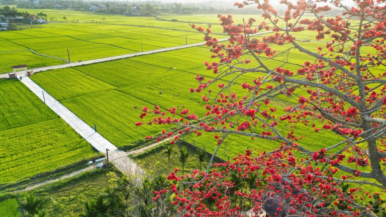 Mùa hoa gạo Trà Giang