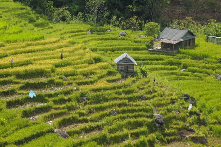 Cánh đồng làng em