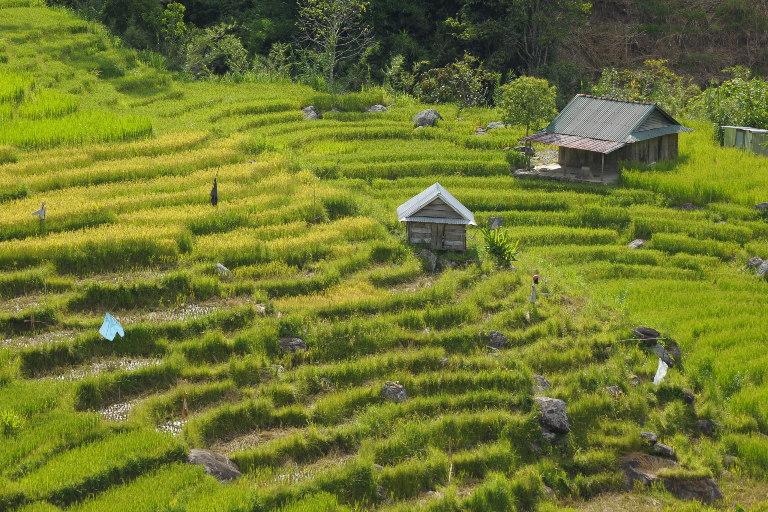 Cánh đồng làng em