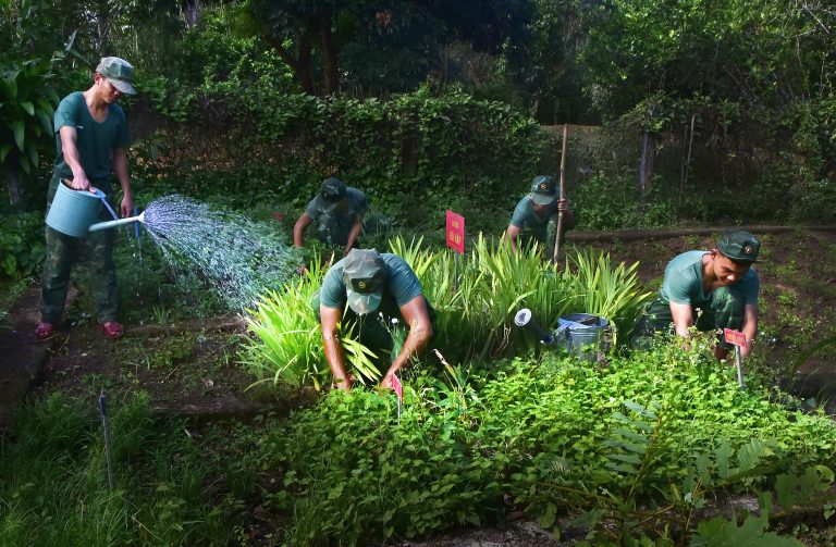 Trồng rau sạch chăm sóc vườn thuốc nam quý