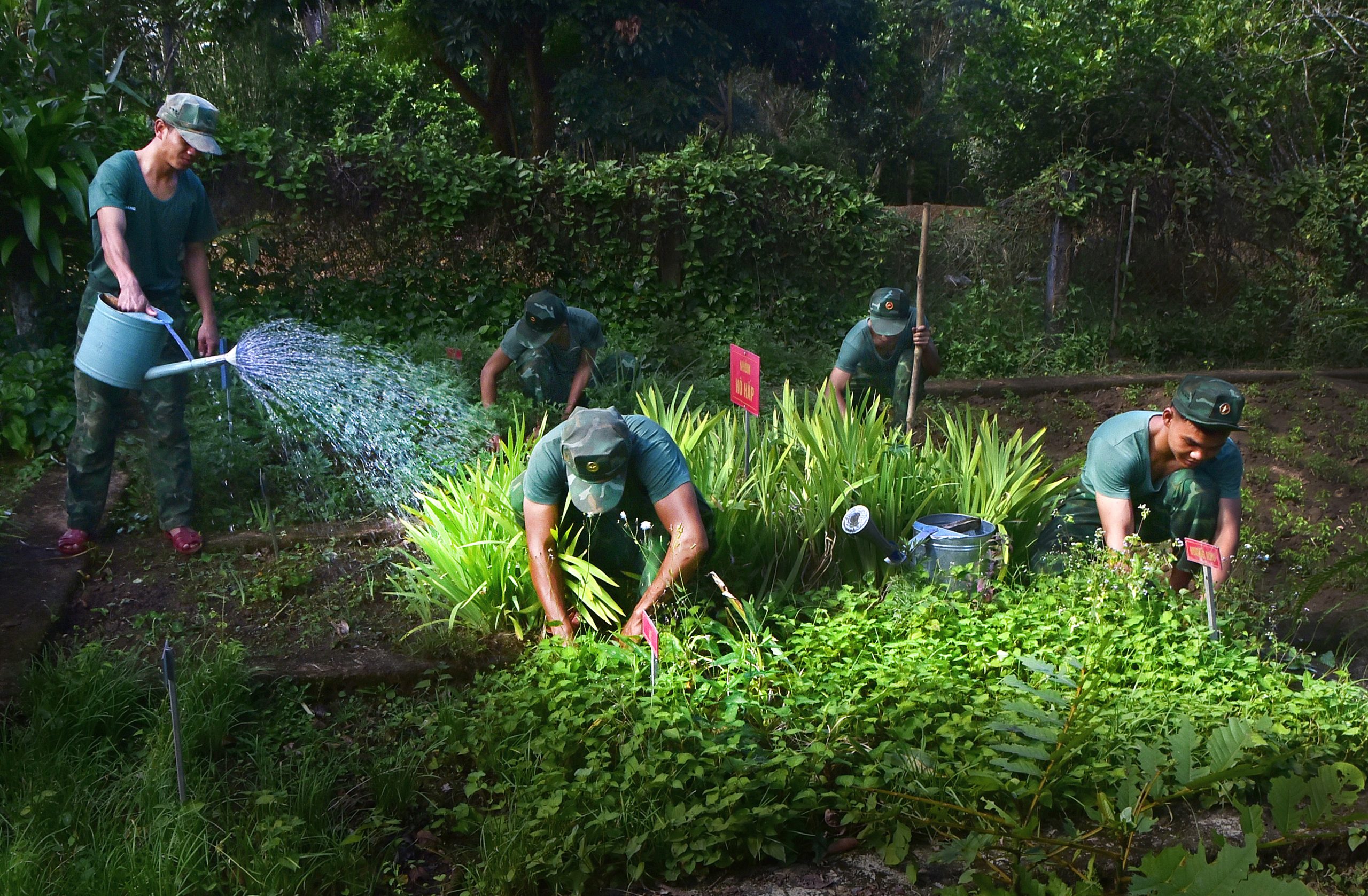 Trồng rau sạch chăm sóc vườn thuốc nam quý