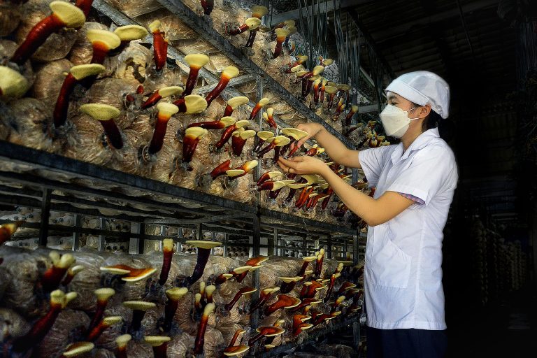 NGƯỜI THỢ TRỒNG NẤM