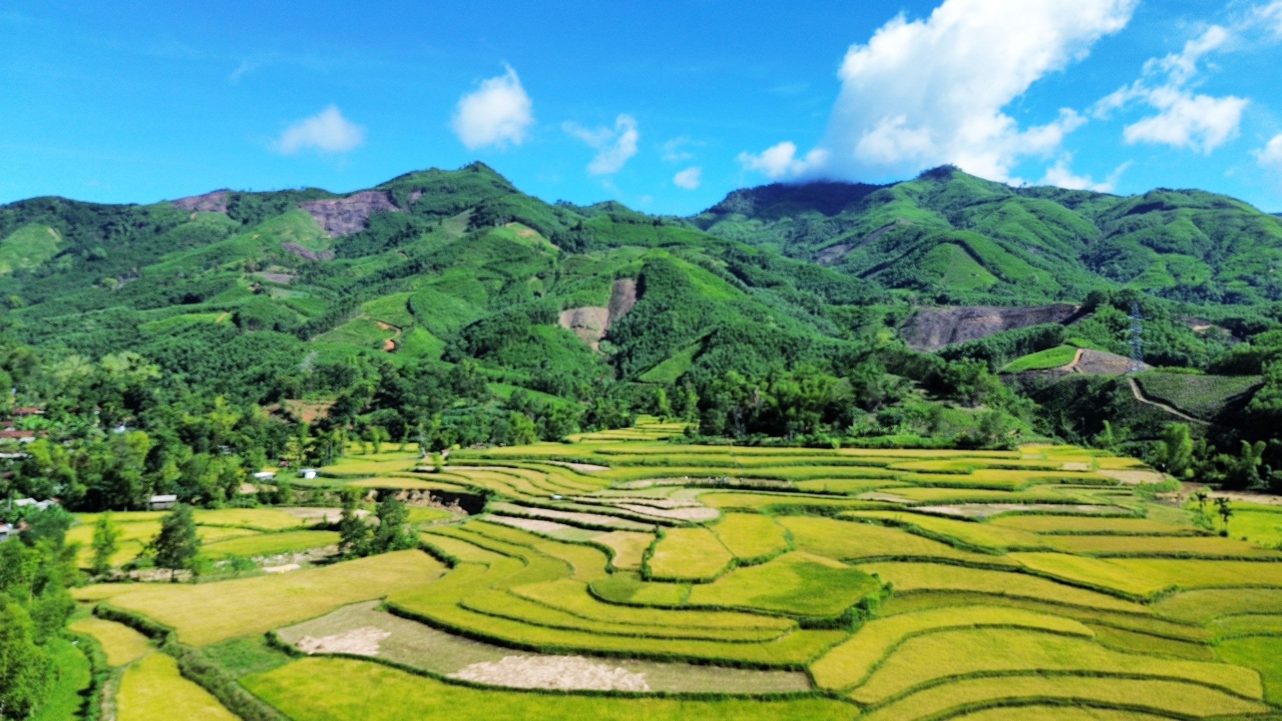 “Mùa vàng giữa đại ngàn Quảng Ngãi