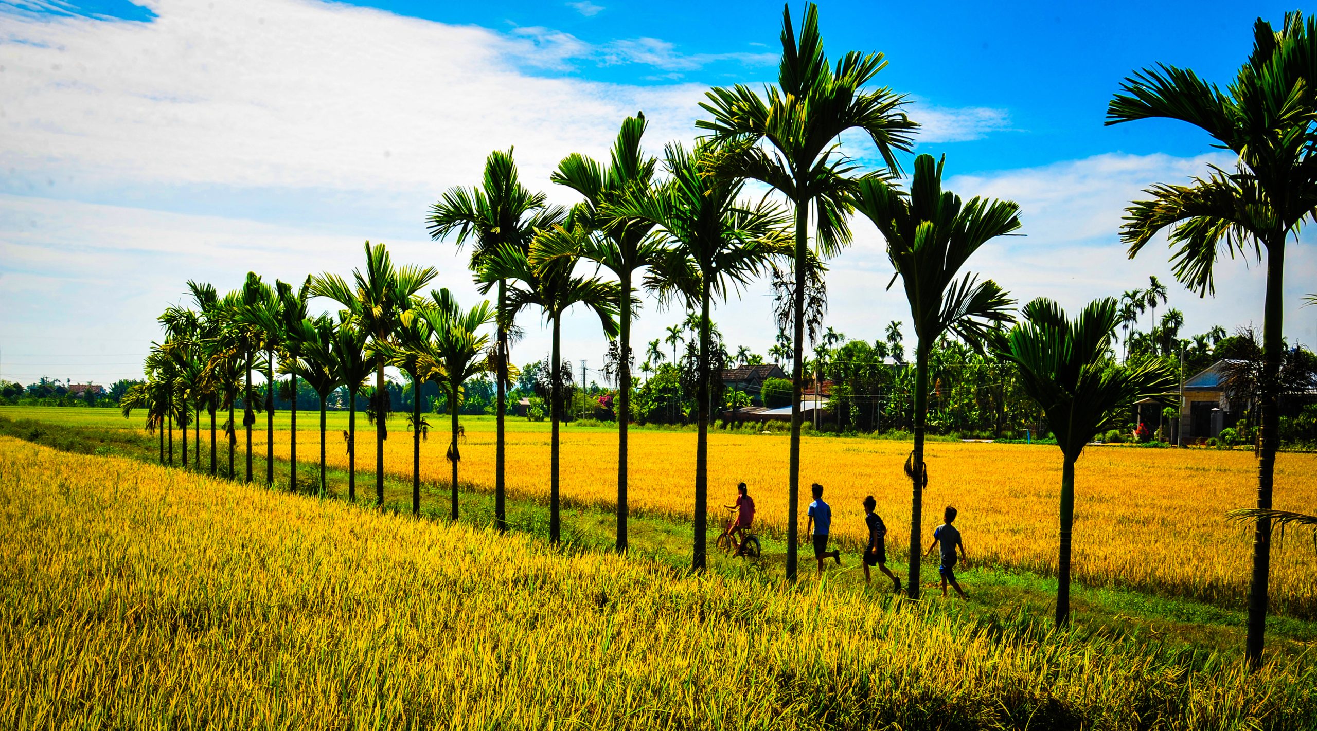 Hương đồng nội