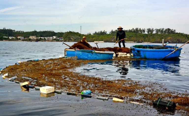 Mùa riêu