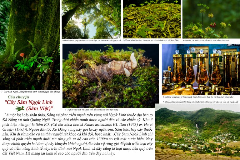 Câu chuyện “Cây Sâm Ngọk Linh (Sâm Việt)”