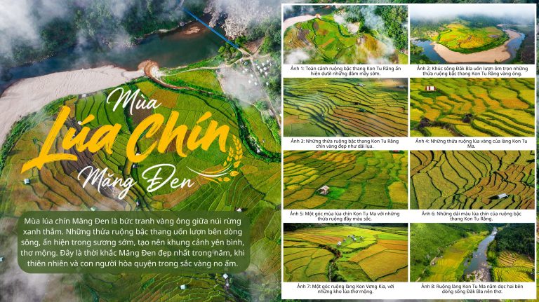 Mùa Lúa Chín Măng Đen