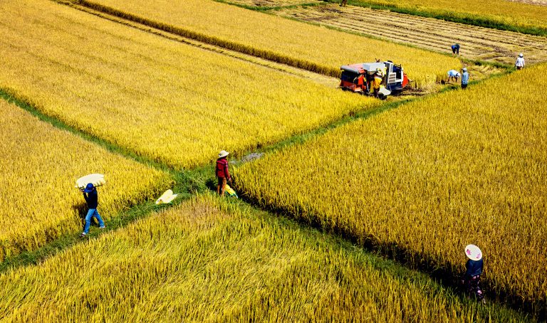 Cơ giới hoá mùa vàng