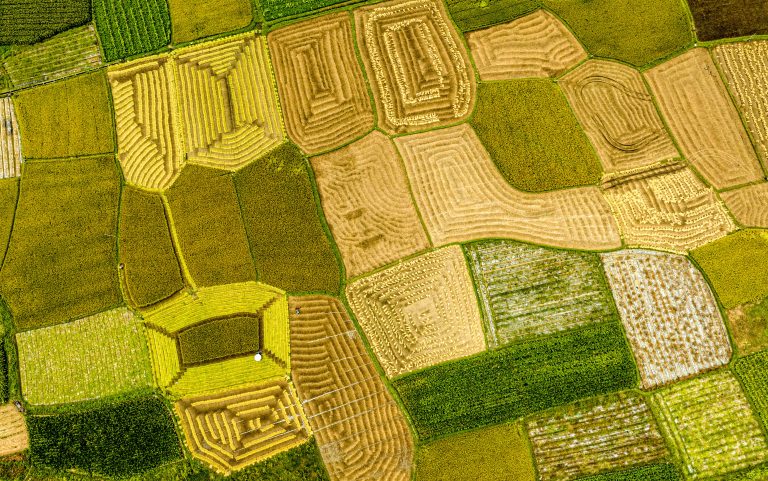 Bức tranh quê