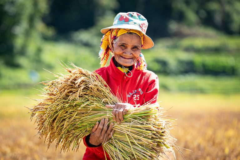 Niềm vui của bà Y Nông vào mùa gặt Măng Đen