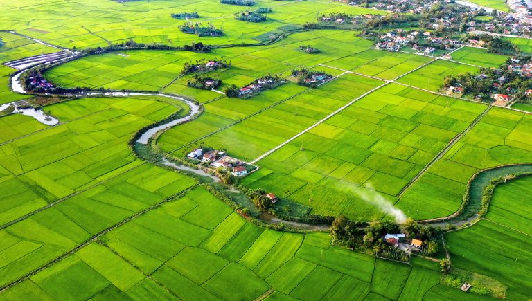 Đồng quê Mộ Đức trù phú