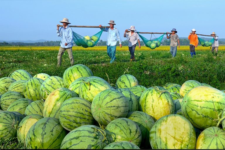 Được mùa