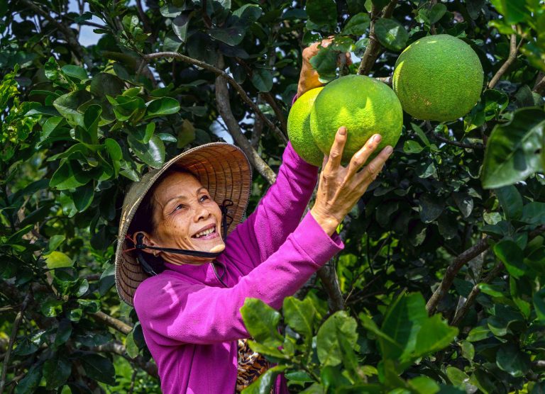 Mùa bưởi ngọt Hành Nhân