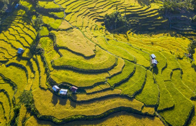 Mùa vàng vùng cao