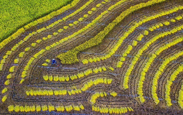 Đường nét hoa văn trên đồng