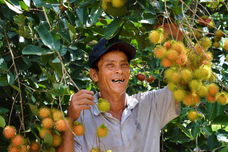 Niềm vui mùa chôm chôm