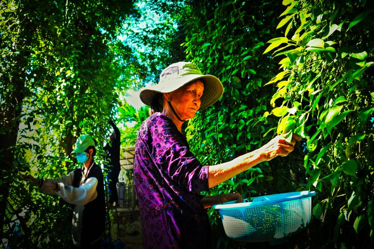 Thu hoạch tiêu xanh