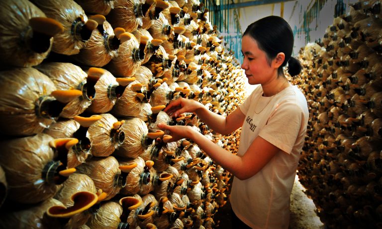 Thu hoạch nấm